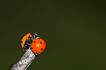 Ladybugs on a dry branch of a tree. Small red insects on dry plant. love and meet concept