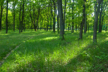 Green oak tree in spring forest