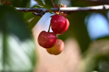 Three cherries in a branch with leaves