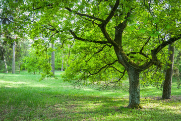 Green oak tree in spring forest