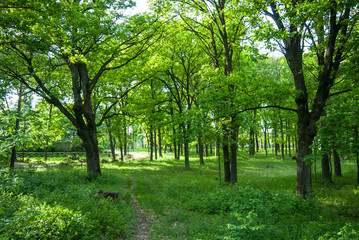 Fototapeta na wymiar Green oak tree in spring forest