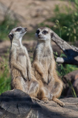  Two meerkats sit and chat. African animals meerkats (Timon) look attentively and curiously.