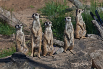 Naklejka na ściany i meble Many meerkats gathered a meeting. African animals meerkats (Timon) look attentively and curiously.