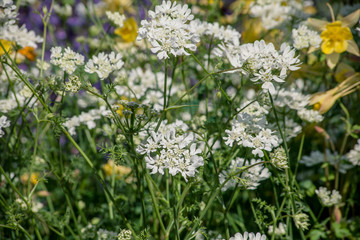 white flowers in the garden