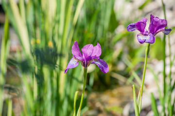 purple flowers in the garden
