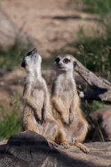  Two meerkats sit and chat. African animals meerkats (Timon) look attentively and curiously.