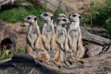Naklejka na ściany i meble A strong company, the group form a system. African animals meerkats (Timon) look attentively and curiously.