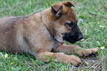 Sheepdog puppy outside.