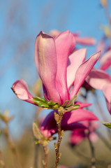 Young pink magnolia. Magnolia flower on magnolia Tree. Magnolia tree garden, beauty pink flower.