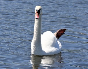Schwan