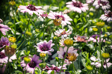 flowers in the garden