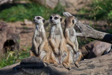 A strong company, the group form a system.  African animals meerkats (Timon) look attentively and curiously.