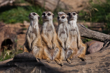 A strong company, the group form a system.  African animals meerkats (Timon) look attentively and curiously.