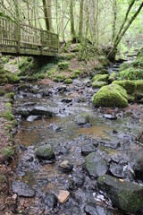 old wooden bridge in the forest Narvau France