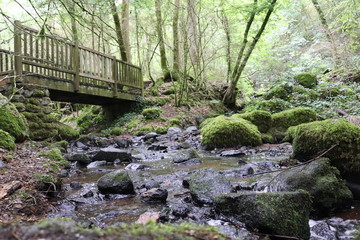 old wooden bridge in the forest Narvau France