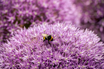 bee on purple flower