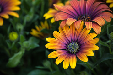 colourful flowers