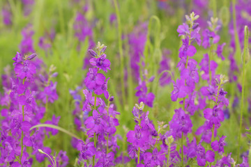 Solid floral field delphinium background with purple flowers