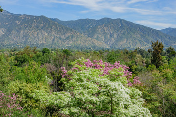 Beautiful blossom of white Chionanthus virginicus