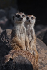 Husband and wife.  African animals meerkats (Timon) look attentively and curiously.