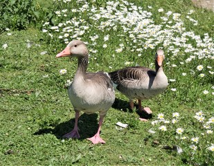 Gänse