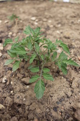 Young tomato plant 