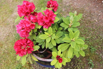 red flower rhododendron in the garden