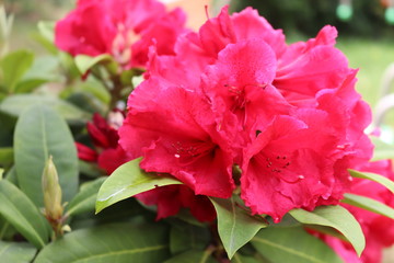 red flower rhododendron in the garden