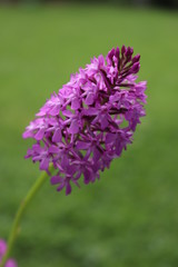 Wild Orchid