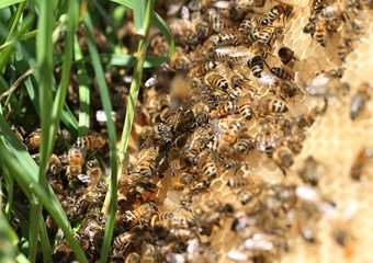  Bee swarm on green grass.