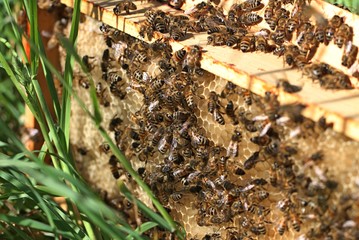  Bee swarm on green grass.