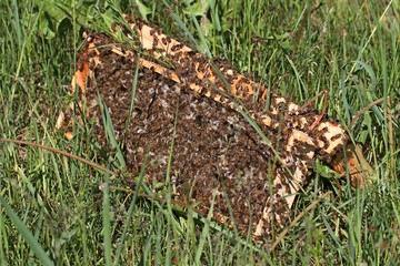 Bee swarm on green grass.