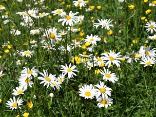 Fototapeta premium Margeritenwiese