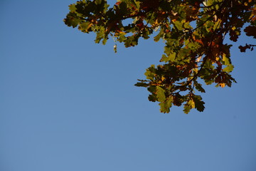  A branch of oak tree on a background of clear blue sky in the forest