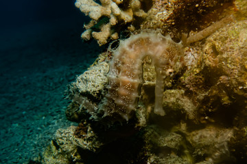 Sea ​​horse in the Red Sea Colorful and beautiful, Eilat Israel