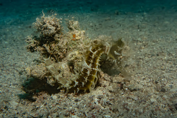 Sea ​​horse in the Red Sea Colorful and beautiful, Eilat Israel