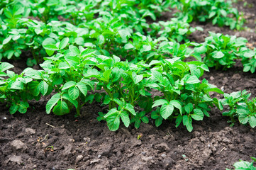Potato plants field