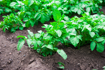 Potato plants field