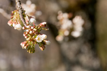 Cherry Tree blossom 