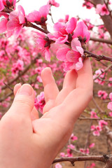 Woman hand touches the tender petals of a fluffy pink flowers on blossom branches of a peach trees. Blooming spring orchard. Springtime garden 