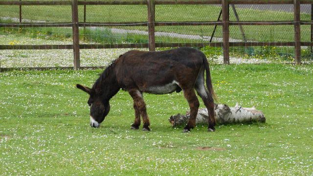Donkey in an English meadow (1b)