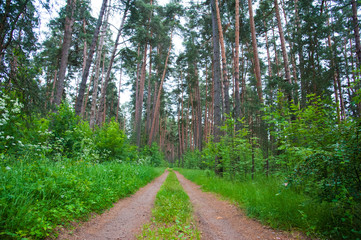 Winding dirt road through the forest