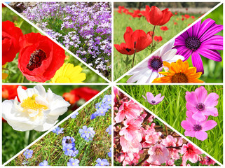 Spring flowers blossom. Beautiful sunny day outdoor. Collage