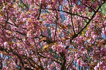 Flächige Aufnahme von rosafarbenen Kirschblüten bei Sonnenschein