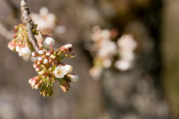 Cherry Tree blossom 