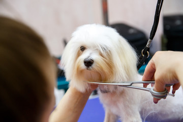 dog on haircut in grooming salon, groomer cuts a white dog lapdog with scissors in a grooming salon