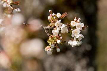Cherry Tree blossom 
