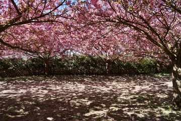 Sonnige, prachtvolle Kirschblütenlandschaft am Berliner Mauerweg in Teltow