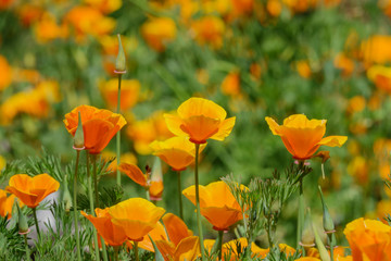 Orange California poppy flower blossom