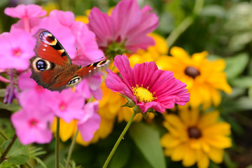 Schmetterling 564 © K.-U. Häßler